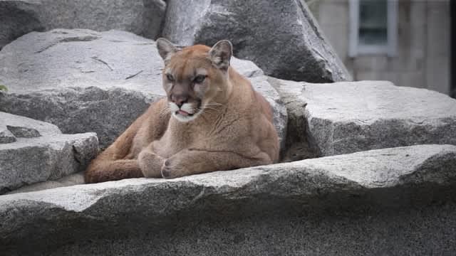 The Vue- Cougar Mountain Zoo and Coal Creek Falls