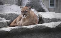The Vue- Cougar Mountain Zoo and Coal Creek Falls