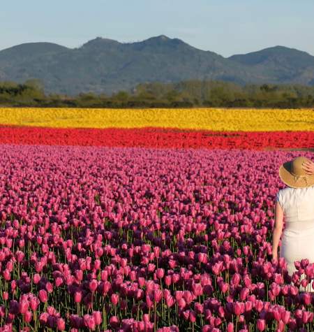 Tulip festival in Washington