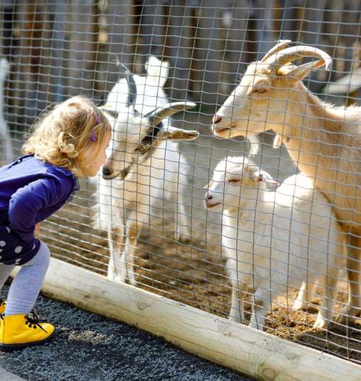 Kelsey Creek Farm