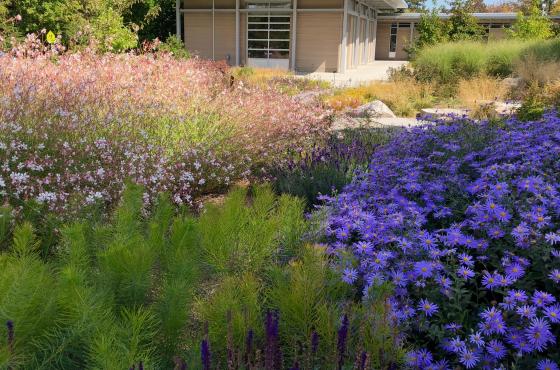The Urban Meadow