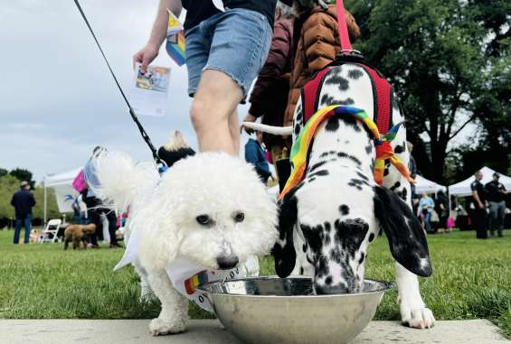 Paws & Pride in Bellevue