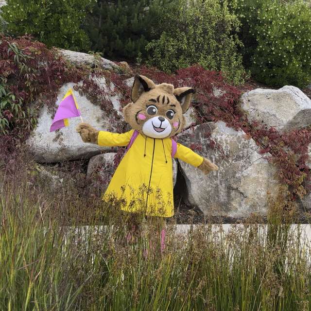 Belle The Bobcat