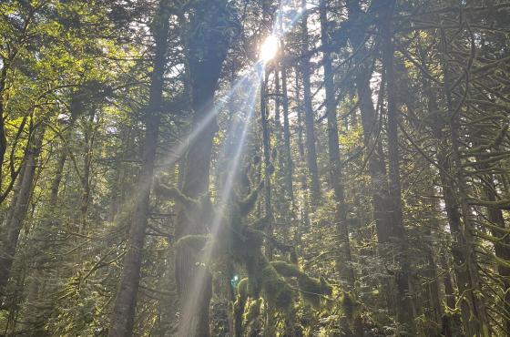 Sun Through Tree