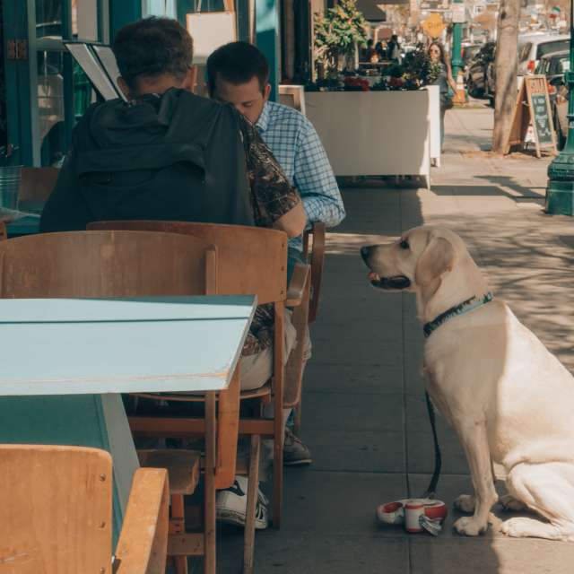 Dog at Restaurant