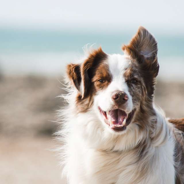 Dog-Friendly Places to Play