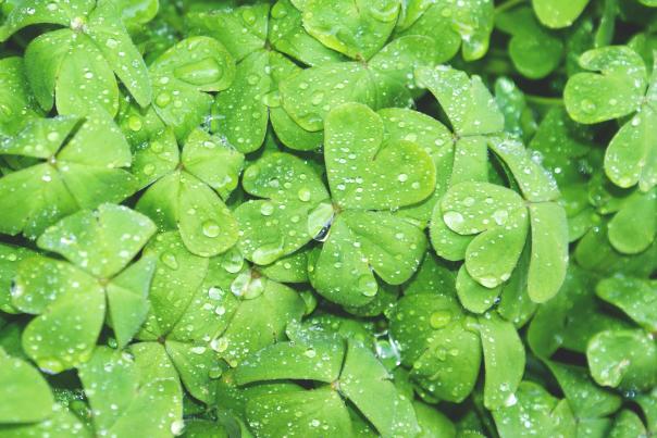 St. Patrick's Day