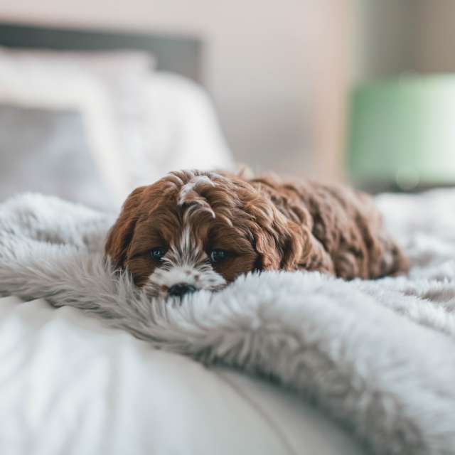 Dog in Bed