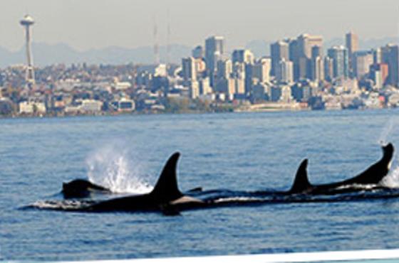 Whale Fin